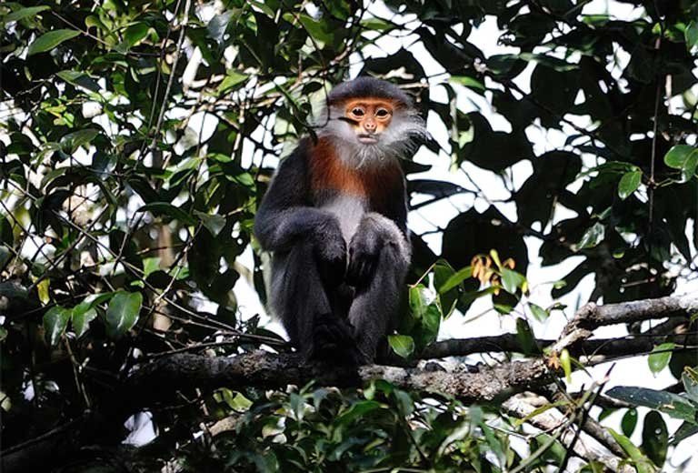 Vietnam Primate Tour 11 Days
